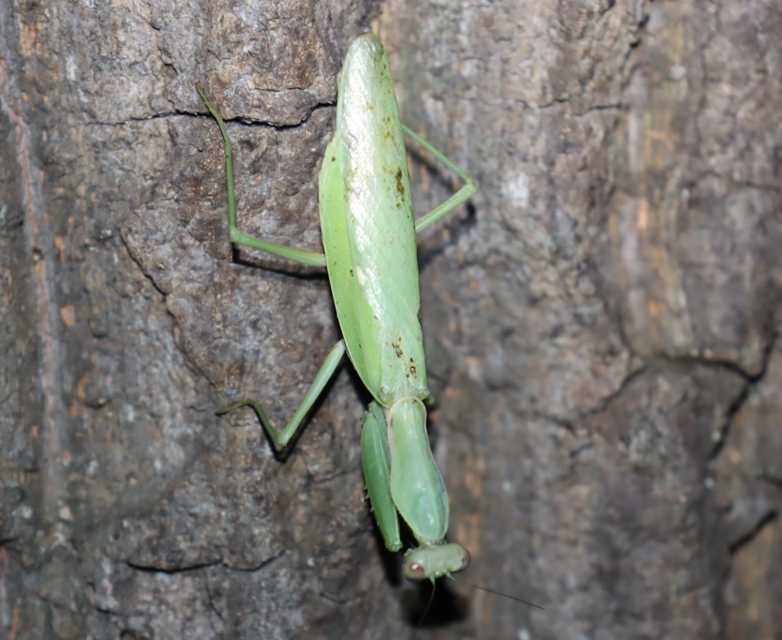 ハラビロカマキリ♀（シミが目立つ）_No.3のクヌギ_クワガタ達のオアシス_2023年10月2日19時5分 気温21.3度